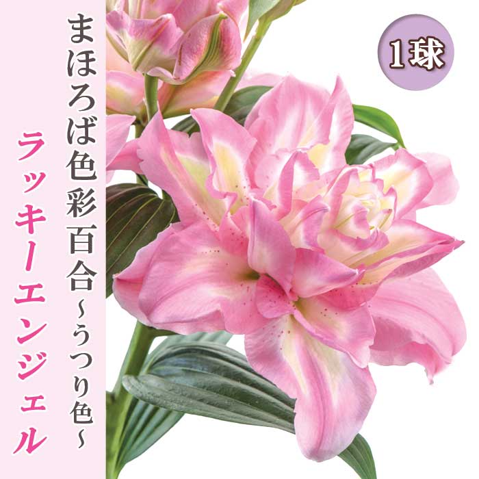 花色変わる 百合 【 ラッキーエンジェル 】 球根 1球 まほろば色彩百合