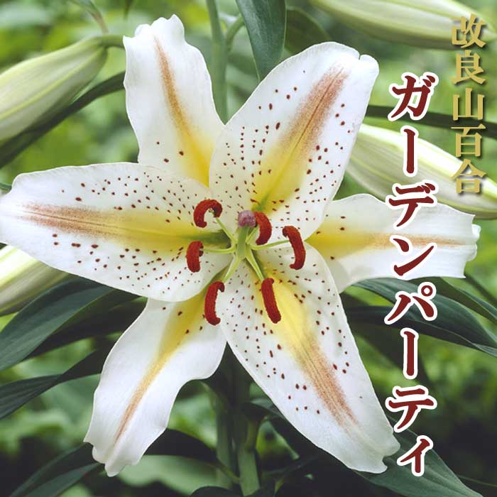 百合の球根♪ 改良 山百合 球根 【 ガーデンパーティ 】1球 百合 ユリ lily ゆり