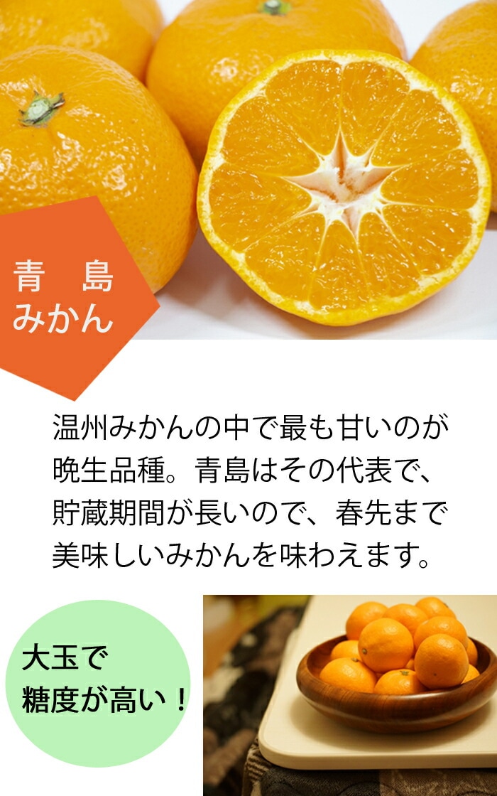 みかん 苗木 青島 15cmポット 晩生 温州 接木 柑橘 柑橘苗 自家結実