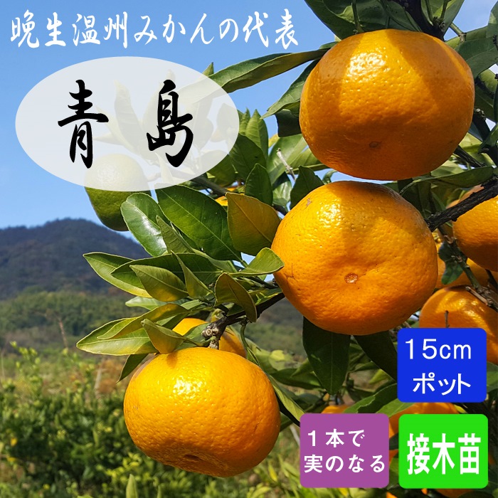 お買い得！青島みかんの苗木　☆根も良く幹もしっかりとした元気な苗木10本set みかん 苗木 青島 15cmポット 晩生 温州 接木 柑橘 柑橘苗 自家結実