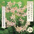 �����ǥꥢ ��꡼ �� ���������� �� �庬 2�� ��� �ڤ䤫 ø�� �ԥ� �� ��� lily ɴ��   �֤�����