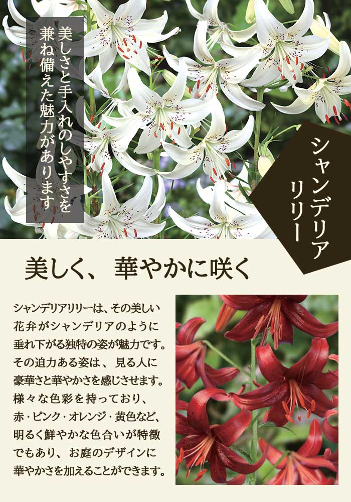 シャンデリア リリー 【 コサージュ 】 球根 2球 豪華 華やか 淡い 