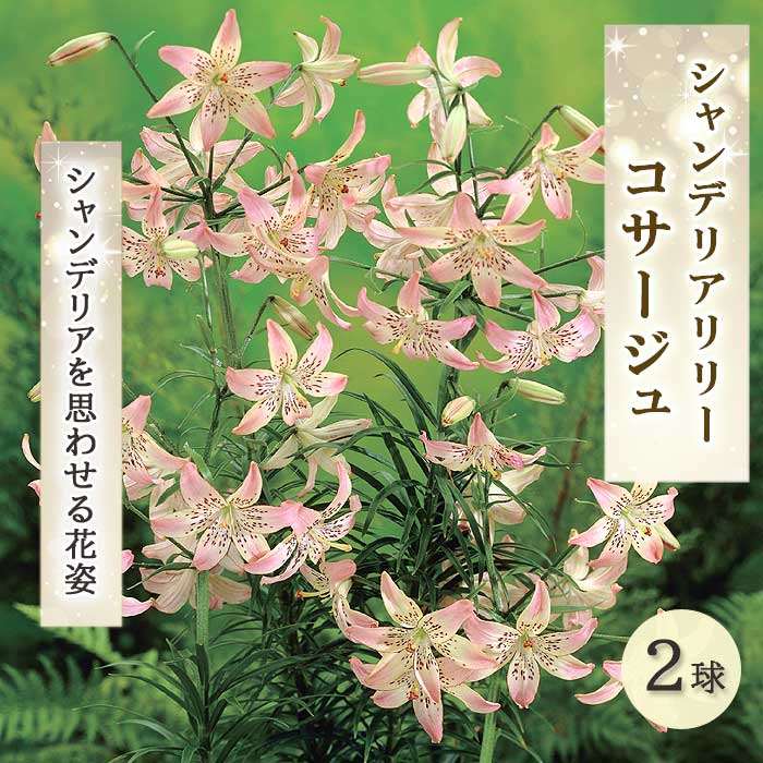 シャンデリア リリー 【 コサージュ 】 球根 2球 豪華 華やか 淡い 