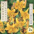 ǥꥢ ꡼  饤ҥȥˡ  ɴ 庬 2  ڤ䤫 yellow   lily ɴ ֤