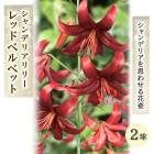 ǥꥢ ꡼  åɥ٥٥å  庬 2  ڤ䤫 å   lily ɴ ֤