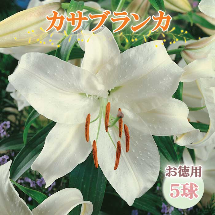 カサブランカ 球根 【 お徳用 5球】 オリエンタル リリー 白 ユリ lily