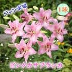 ԥ ֥ 庬   1 ꥨ󥿥 ꡼   lily ɴ ֤