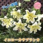 �������� �����֥�� �庬 �� ������ ���1�� ���ꥨ�󥿥� ��꡼ �� ��� lily ɴ�� �֤�����