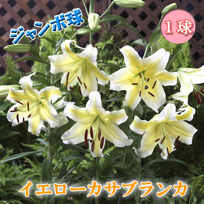 イエロー カサブランカ 球根 【 ジャンボ 球】1球 オリエンタル リリー