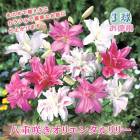 Ȭ�ź餭 ���ꥨ�󥿥��꡼ ���� �庬 3�� �� ������ �� ������ �߿��� ��� lily ��꡼ ɴ�� �֤�����