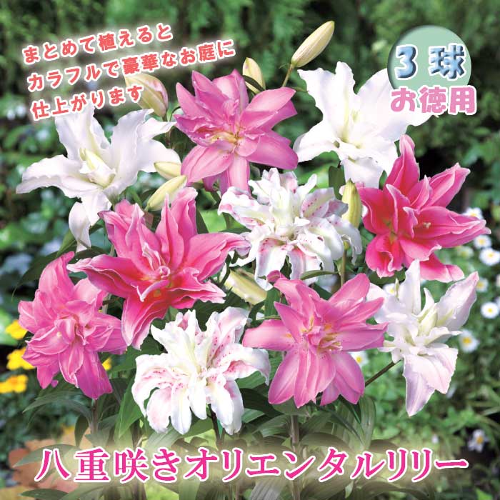 八重咲き オリエンタルリリー 混合 球根 3球 【 お徳用 】 秋植え 冬