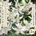 ǥꥢ ꡼  ȥ  庬 2  ڤ䤫 ۥ磻   lily ɴ ֤