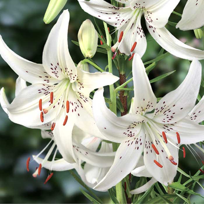 シャンデリア リリー 【 スイートサレンダー 】 球根 2球 豪華 華やか