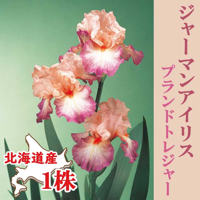 ジャーマンアイリス 球根 【 プランドトレジャー 】1株 北海道産 育て