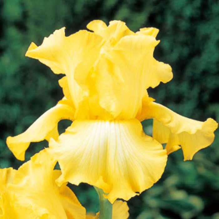 ジャーマンアイリス 球根 【 黄 花種 】1株 北海道産 育てやすい 大株