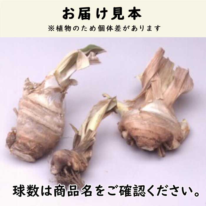 ジャーマンアイリス 球根 【 黄 花種 】1株 北海道産 育てやすい 大株