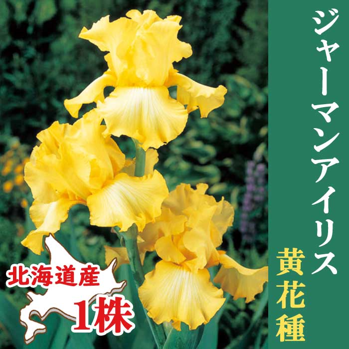 ジャーマンアイリス 球根 【 黄 花種 】1株 北海道産 育てやすい 大株