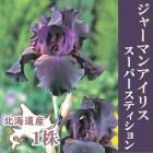  ���㡼�ޥ󥢥��ꥹ �庬 �� �����ѡ����ƥ������ ��1�� �̳�ƻ�� ��Ƥ䤹�� ��� ������ �߿���  �֤�����