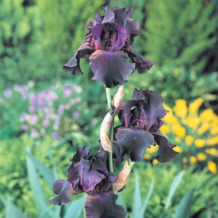 ジャーマンアイリス 球根 【 スーパースティション 】1株 北海道産