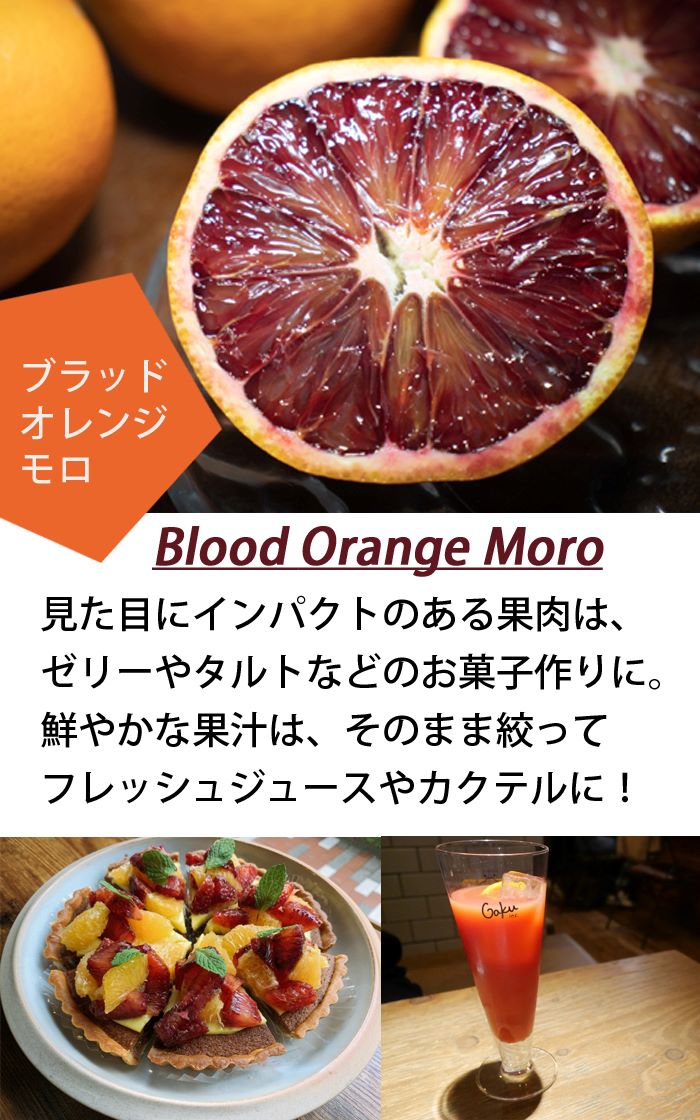 オレンジ 苗木 ブラッドオレンジ モロ 15cmポット 接木 柑橘苗 blood