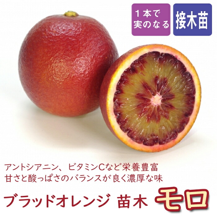 オレンジ 苗木 ブラッドオレンジ モロ 15cmポット 接木 柑橘苗 blood