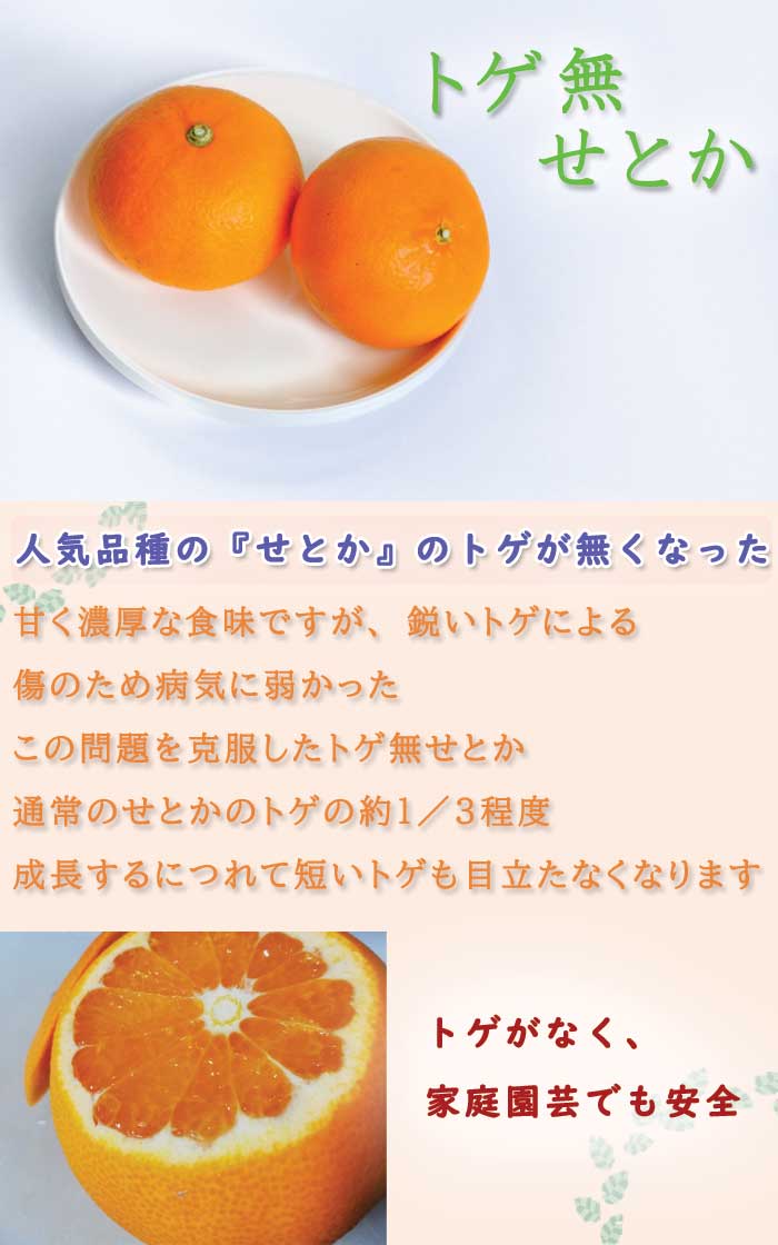 みかん 苗木 とげなし せとか 15cmポット 接木苗 柑橘苗 （登録品種