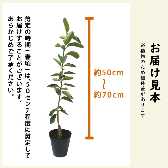 みかん 苗木 とげなし せとか 15cmポット 接木苗 柑橘苗 （登録品種