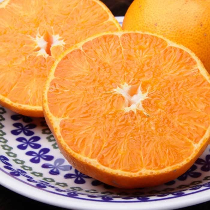 みかん 苗木 とげなし せとか 15cmポット 1年生 接木苗 柑橘苗