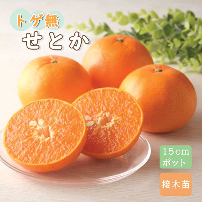 みかん 苗木 とげなし せとか 15cmポット 1年生 接木苗 柑橘苗