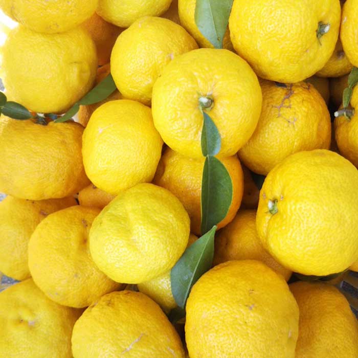 ゆず 苗木 花柚子 15cmポット トゲ無し とげなし 一才柚子 柚子 接木