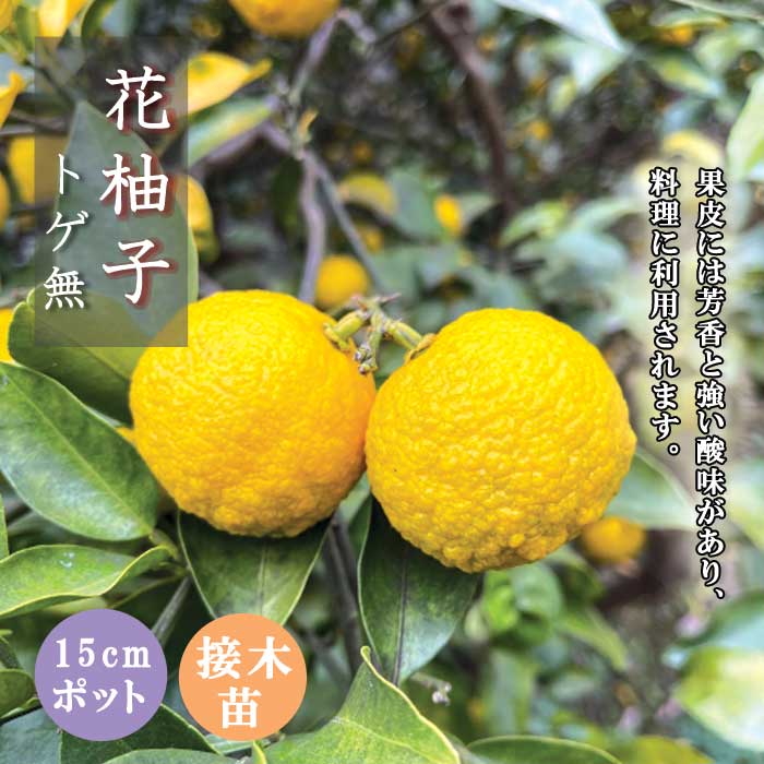 ゆず 苗木 花柚子 15cmポット 2年生 トゲ無し とげなし 苗が若いうち