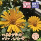 ��ͽ��۽ɺ��� �� �إꥪ�ץ��� �ץ�� �Х�꡼�� 9������󥰥ݥå� �ɺ��ҥ�ҥޥ�� �뤵�˶��� �ѽ��� ¿ǯ��ڣ�������ܤ��缡ȯ����