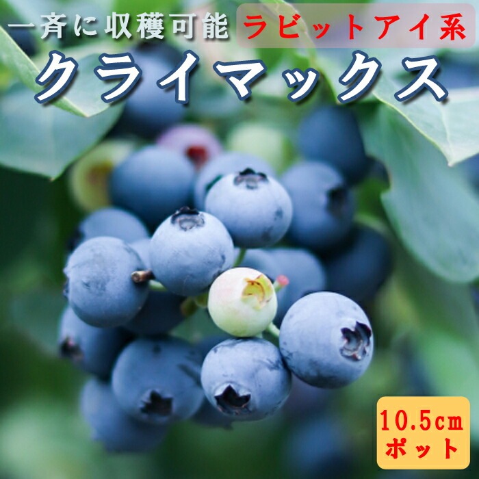 ラビットアイブルーベリー ブルーベリー・ラビットアイ系 3種セット| 種・苗・ガーデニング