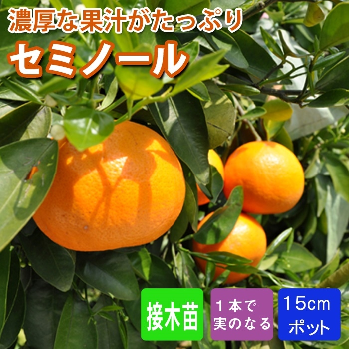 みかん 苗木 セミノール 15cmポット 接木 苗 自家結実性 ジューシー