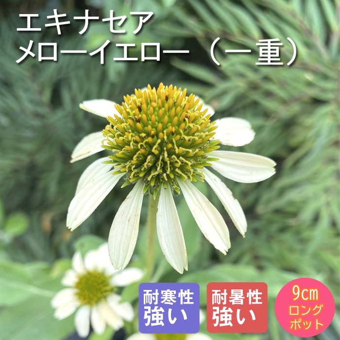 宿根草 苗 エキナセア メローイエロー（一重） 9cmロングポット 草丈