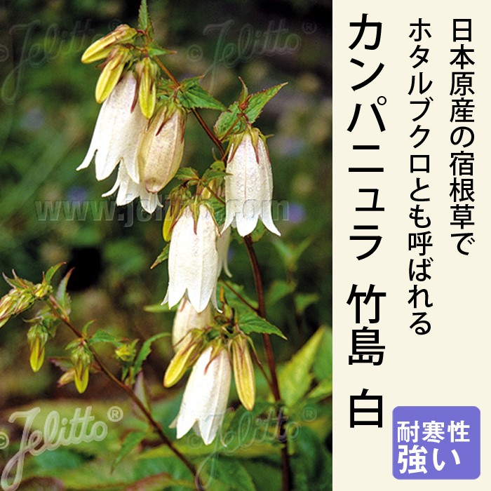 宿根草 苗 カンパニュラ 竹島 白 9cmロングポット 日陰 半日陰