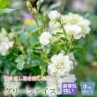 �ߥ˥Х� ���꡼�󥢥��� �Х� �� ������ 9cm 3�� ��Ƥ䤹�� �Х��� �� rose �����ǥ˥� ��� ���٤�餯�İ��� green ice �Ѵ��� �� ���꡼�� �� �ۥ磻��