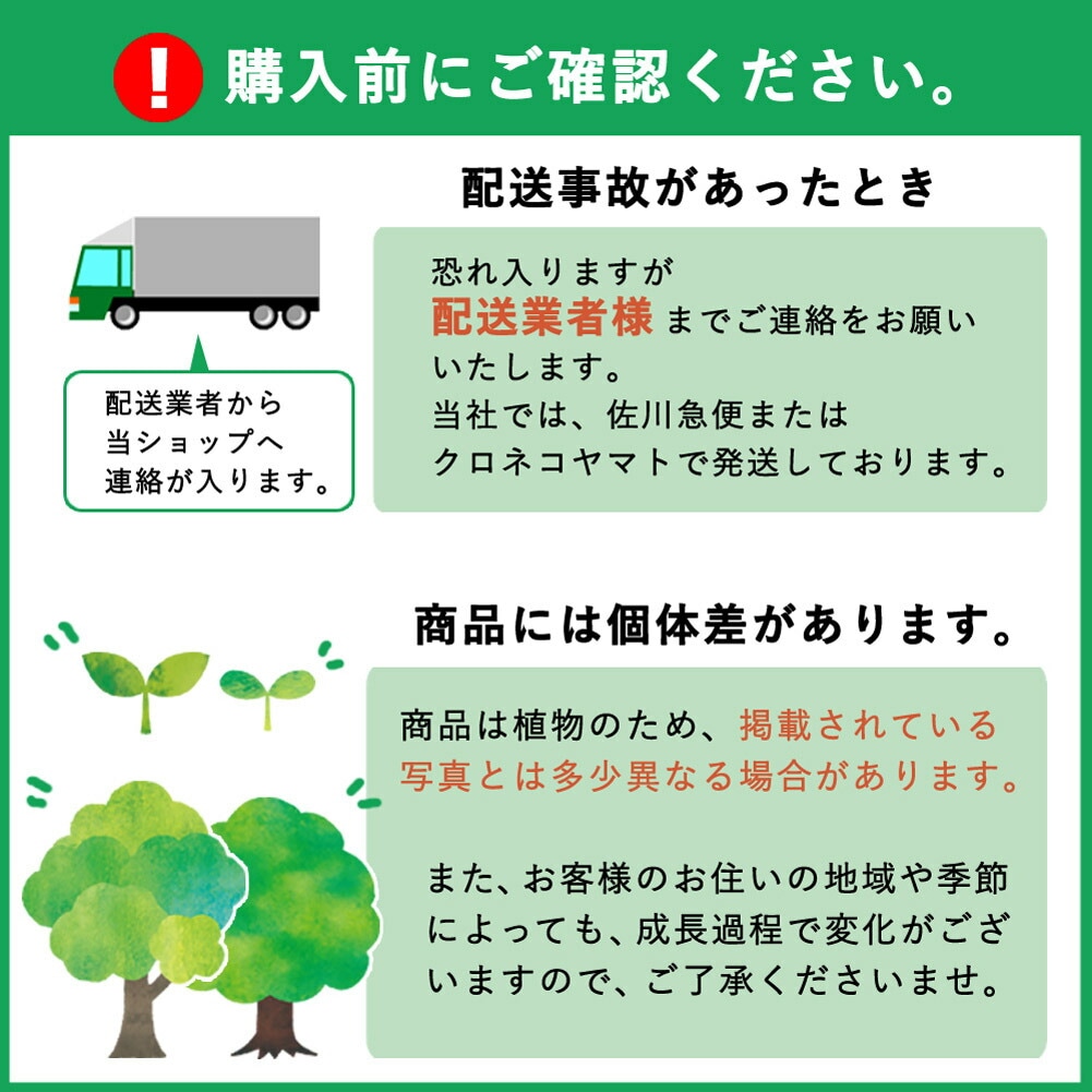 ミニバラ グリーンアイス バラ 苗 ローズ 9cm 3号 育てやすい バラ苗
