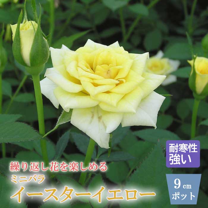ミニバラ イースターイエロー バラ 苗 ローズ 9cm 3号 育てやすい バラ 