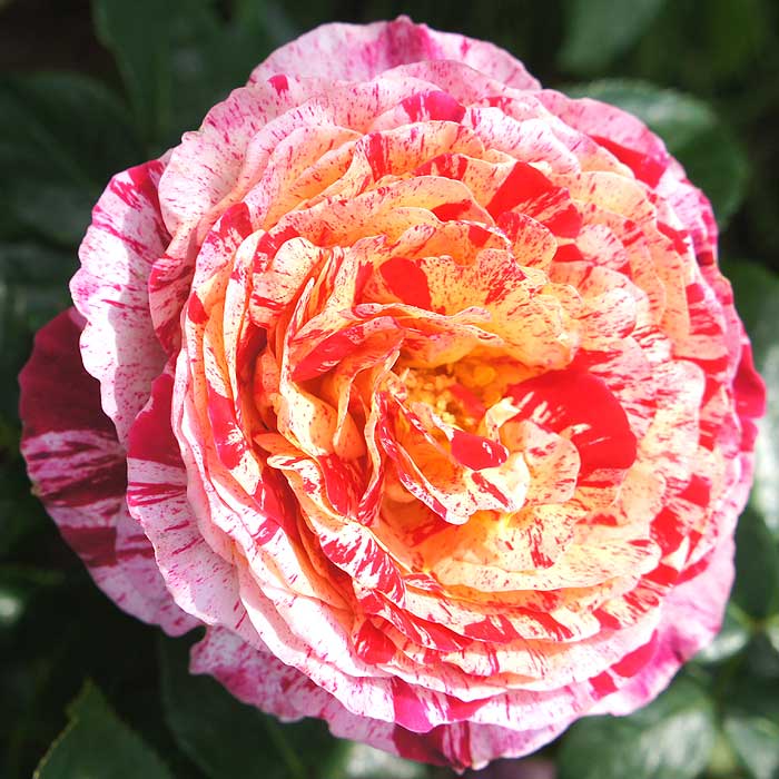 ミニバラ ゼブラ バラ 苗 ローズ 9cm 3号 育てやすい バラ苗 薔薇 rose