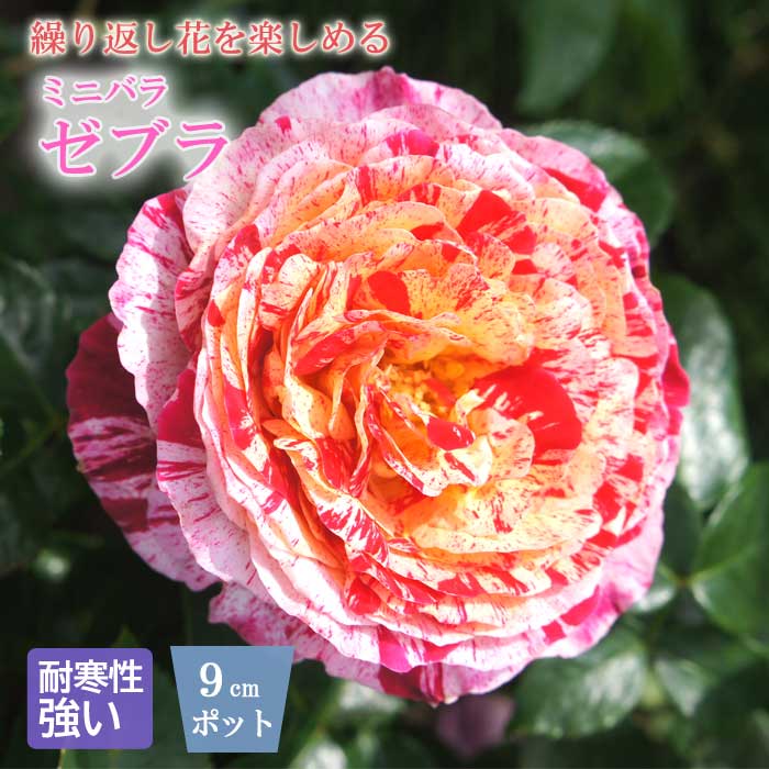 薔薇さま専用です。 ミニバラ ゼブラ バラ 苗 ローズ 9cm 3号 育てやすい バラ苗 薔薇 rose