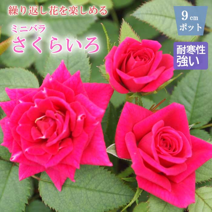 ミニバラ さくらいろ バラ 苗 ローズ 9cm 3号 育てやすい バラ苗 薔薇