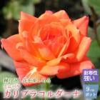 �ߥ˥Х� ����֥� ��������� ������� �Х� �� ������ 9cm 3�� ��Ƥ䤹�� �Х��� �� rose �����ǥ˥� ��� ���٤�餯�İ��� calibra cordana �Ѵ��� �� ��å�