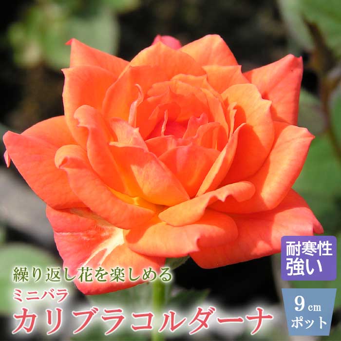 ミニバラ カリブラ コルダーナ コルダナ バラ 苗 ローズ 9cm 3号 育て
