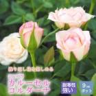 �ߥ˥Х� ���롼���� ��������� ������� �Х� �� ������ 9cm 3�� ��Ƥ䤹�� �Х��� �� rose �����ǥ˥� ��� ���٤�餯�İ��� carousel cordana �Ѵ��� �� �ԥ�