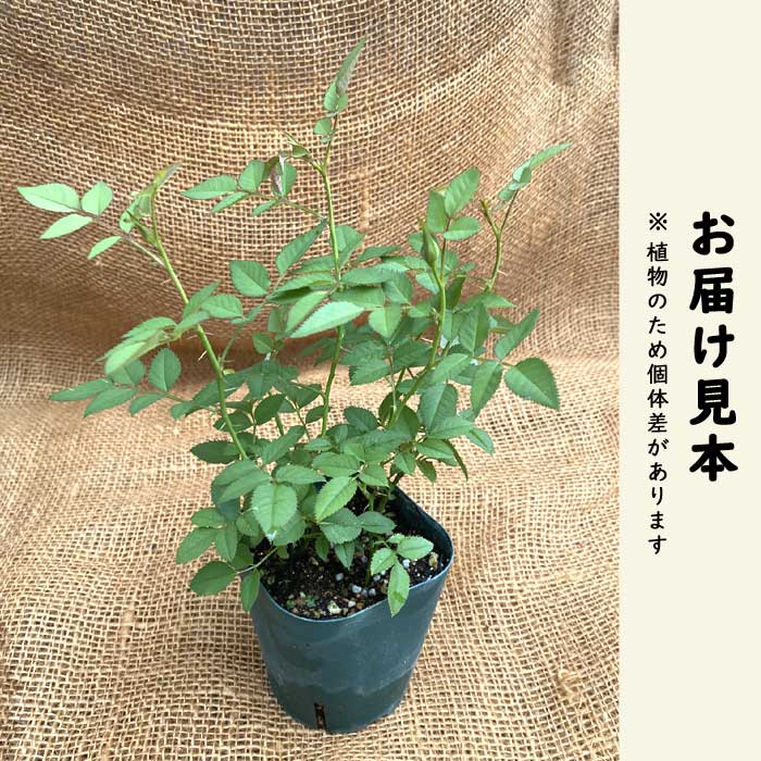 ミニバラ カルーセル コルダーナ コルダナ バラ 苗 ローズ 9cm 3号