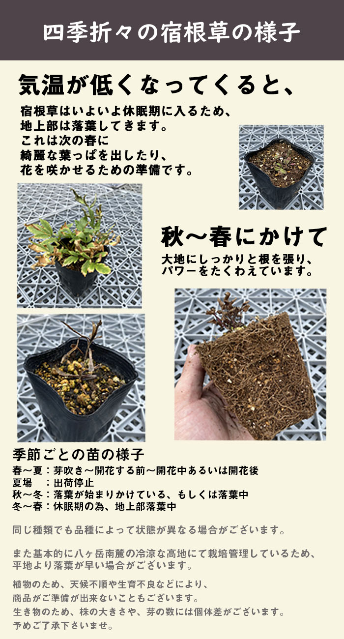 予約】宿根草 苗 ミューレンベルゲア カピラリス 9cmロングポット