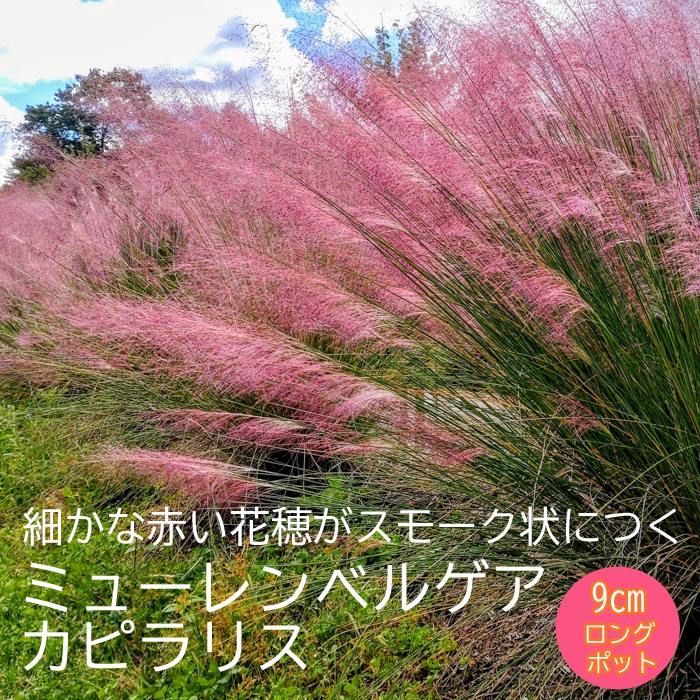 宿根草 苗 ミューレンベルゲア カピラリス 9cmロングポット グラス