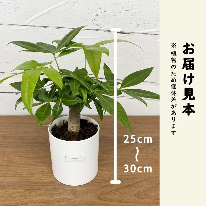 観葉植物 パキラ 1鉢 鉢付き パキラ 観葉植物 9cmポット 化粧鉢付き 受け皿不要 ココヤシチップ