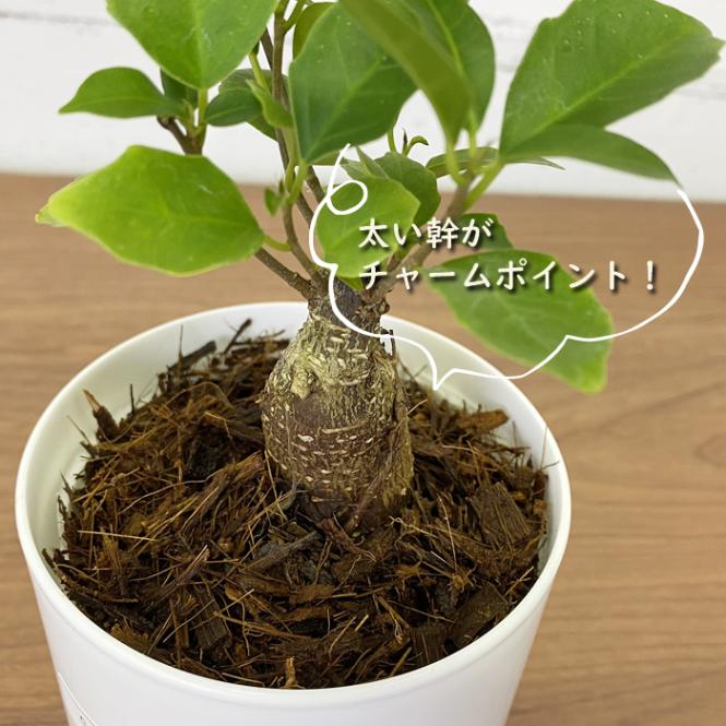 ガジュマル 観葉植物 9cmポット 化粧鉢付き 受け皿不要 ココヤシチップ